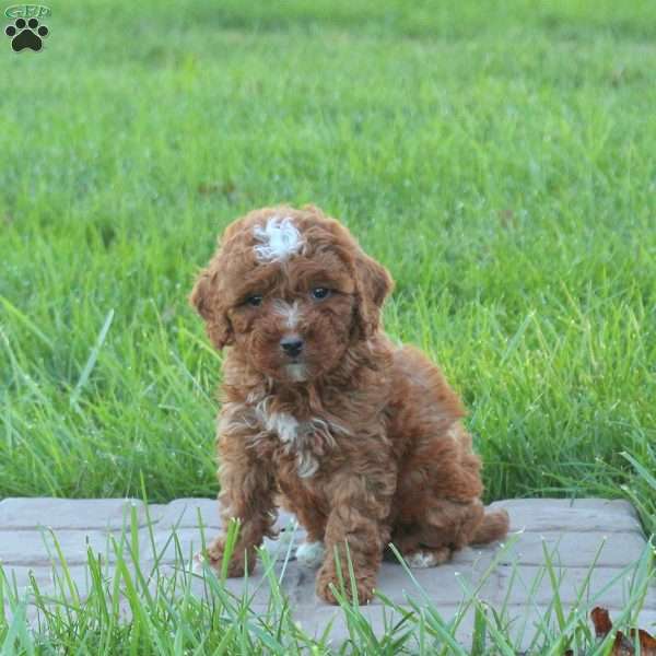 Dottie, Mini Goldendoodle Puppy