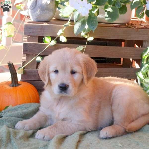 Dottie, Golden Retriever Puppy