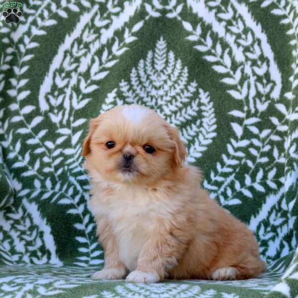 Dottie, Pekingese Puppy