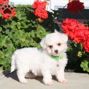 Dottie, Bichon Frise Puppy