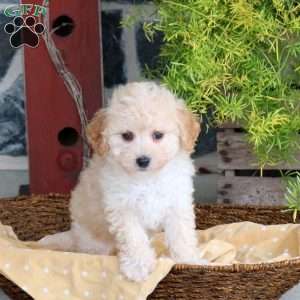 Dottie, Bich-Poo Puppy