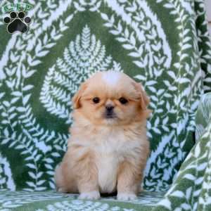 Dottie, Pekingese Puppy