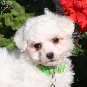 Dottie, Bichon Frise Puppy