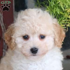 Dottie, Bich-Poo Puppy