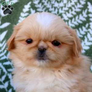 Dottie, Pekingese Puppy