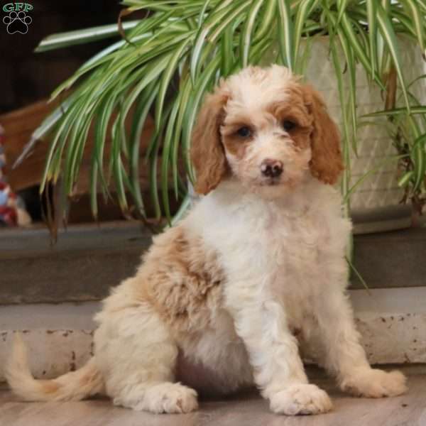 Dottie, Goldendoodle Puppy