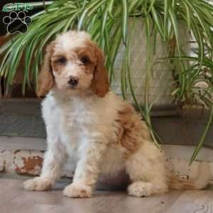 Dottie, Goldendoodle Puppy