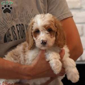 Dottie, Goldendoodle Puppy
