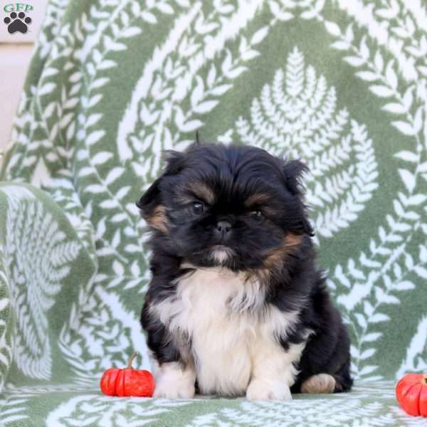 Dougie, Pekingese Puppy