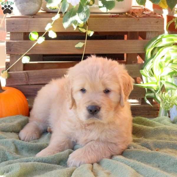 Dougie, Golden Retriever Puppy