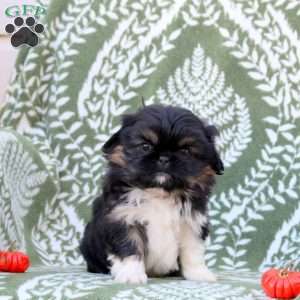 Dougie, Pekingese Puppy