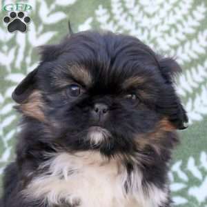 Dougie, Pekingese Puppy
