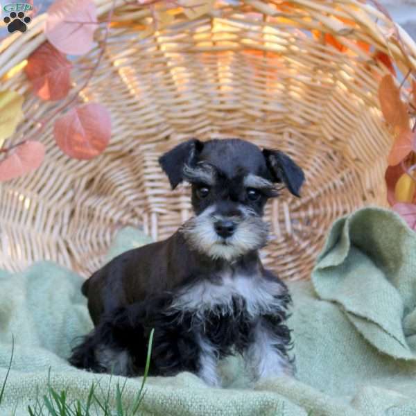 Dove, Miniature Schnauzer Puppy