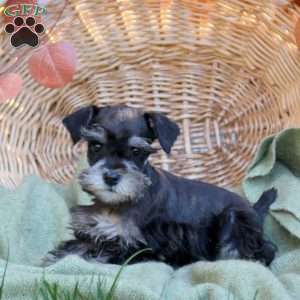 Dove, Miniature Schnauzer Puppy