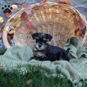 Dove, Miniature Schnauzer Puppy