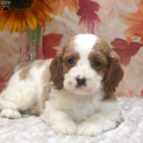 Drake, Cavalier King Charles Mix Puppy