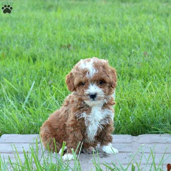 Drake, Mini Goldendoodle Puppy