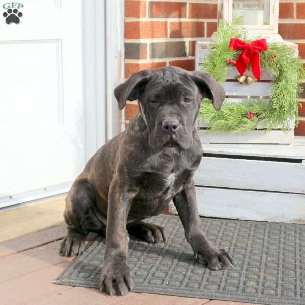 Drake, Cane Corso Puppy