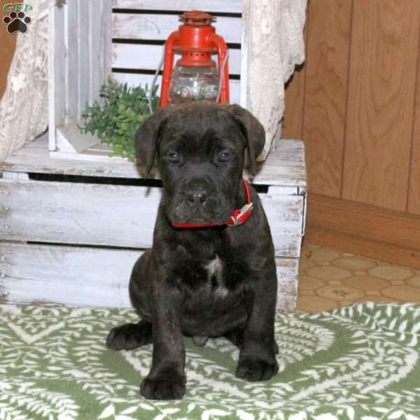 Drake, Cane Corso Puppy