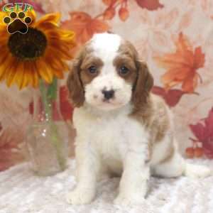 Drake, Cavalier King Charles Mix Puppy