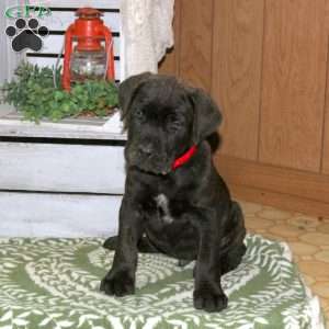Drake, Cane Corso Puppy