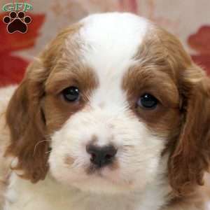 Drake, Cavalier King Charles Mix Puppy