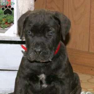 Drake, Cane Corso Puppy