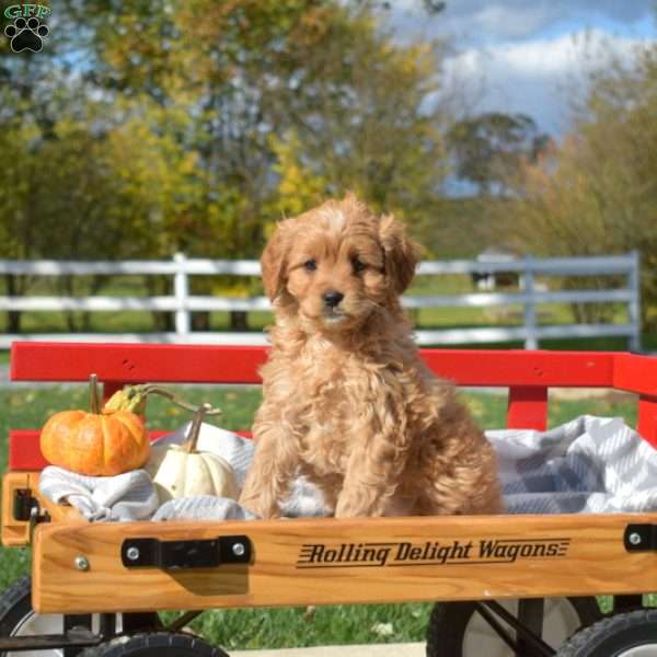 Dream, Cavapoo Puppy