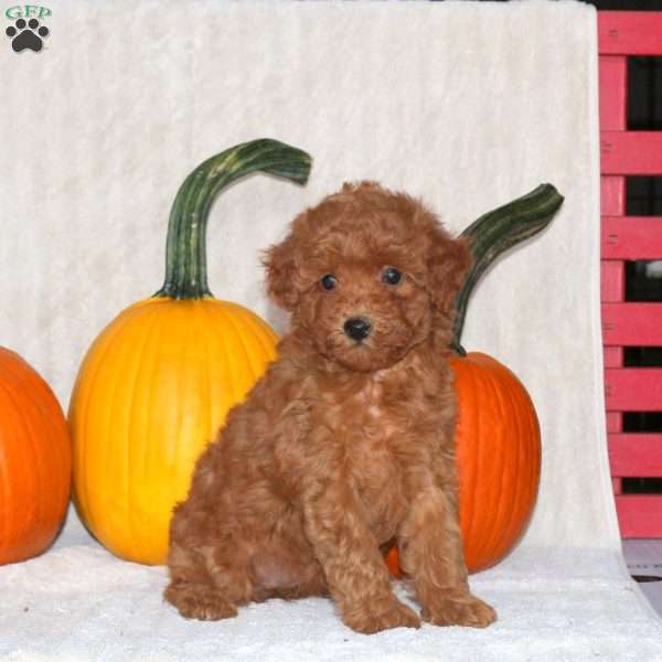 Dream, Miniature Poodle Puppy