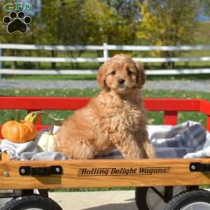 Dream, Cavapoo Puppy