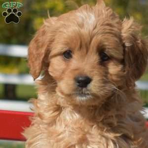 Dream, Cavapoo Puppy