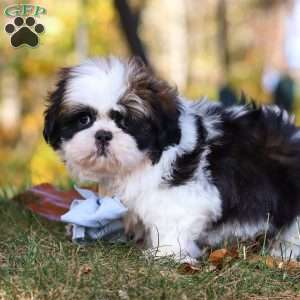 Drew, Shih Tzu Puppy