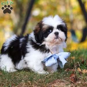 Drew, Shih Tzu Puppy