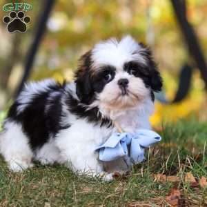 Drew, Shih Tzu Puppy
