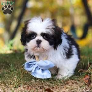 Drew, Shih Tzu Puppy