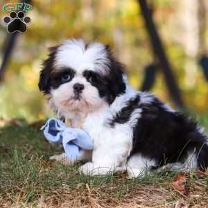 Drew, Shih Tzu Puppy