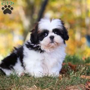 Drew, Shih Tzu Puppy