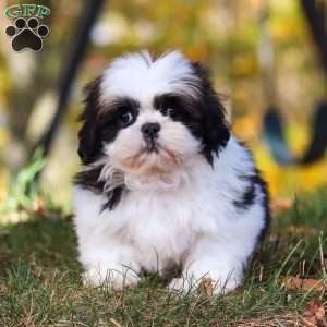 Drew, Shih Tzu Puppy