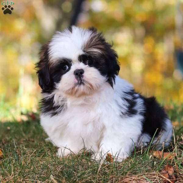 Drew, Shih Tzu Puppy