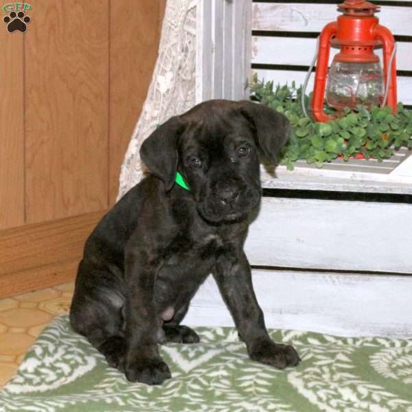Drew, Cane Corso Puppy