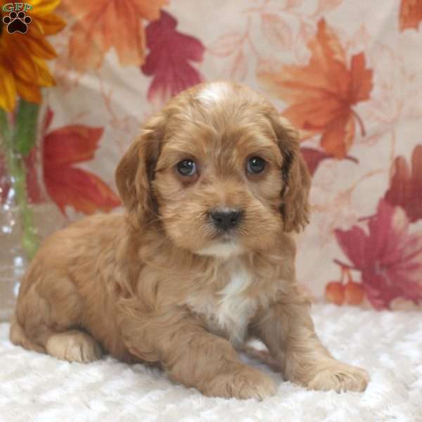 Drew, Cavalier King Charles Mix Puppy