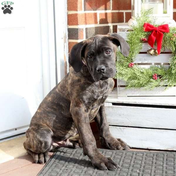 Drew, Cane Corso Puppy