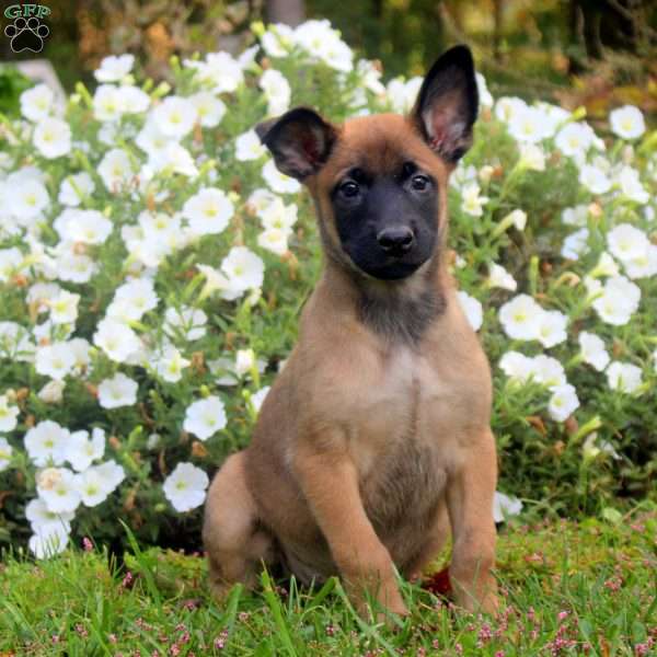 Drew, Belgian Malinois Puppy