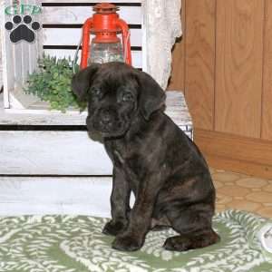 Drew, Cane Corso Puppy