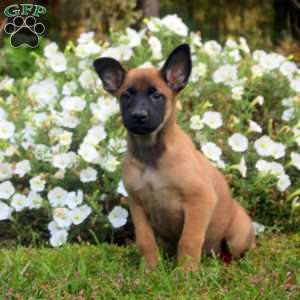 Drew, Belgian Malinois Puppy