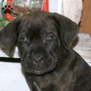 Drew, Cane Corso Puppy