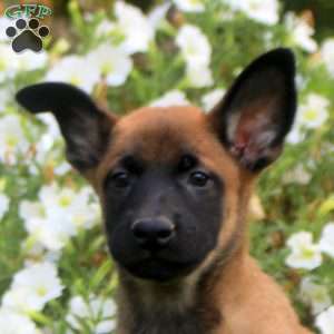 Drew, Belgian Malinois Puppy