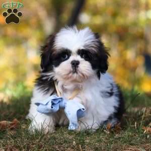 Drew, Shih Tzu Puppy