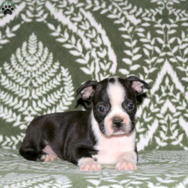 Drexel, Boston Terrier Puppy