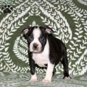 Drexel, Boston Terrier Puppy